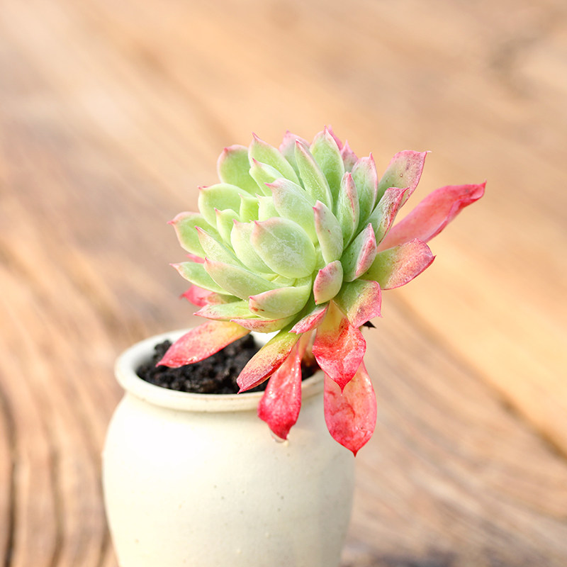 秋宴安娜多肉植物多沫园艺办公办公室室内桌面多肉植物