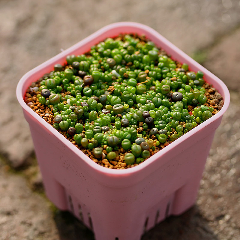 爆盆生石花整大于300颗稀有岛田pp生石混合苗带多肉植物