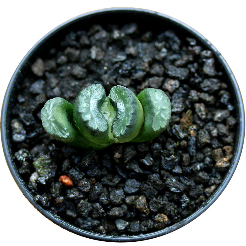 写乐玉扇多肉植物玉露十二卷属多肉肉植物多沫园艺办公室绿植盆栽