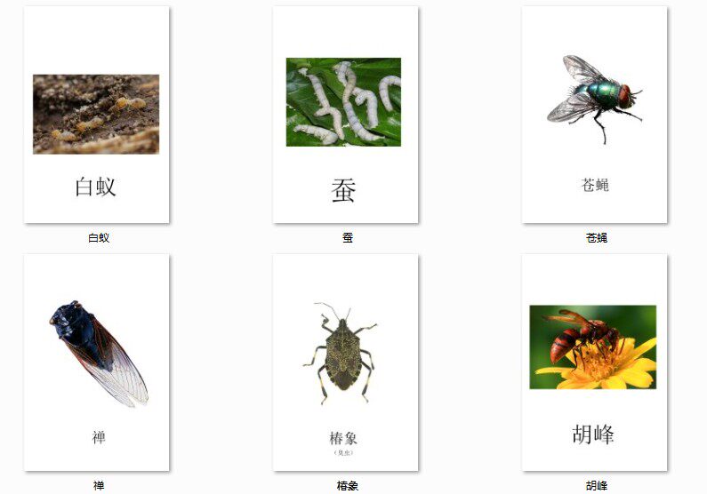 幼儿园教师教学教具卡片常见昆虫认知卡认识昆虫卡片大卡