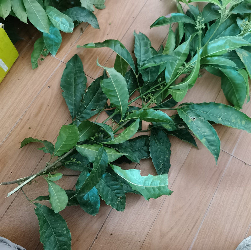 三叉苦叶三桠苦粉三丫三岔叶深山中草药药材其他药食同源食品