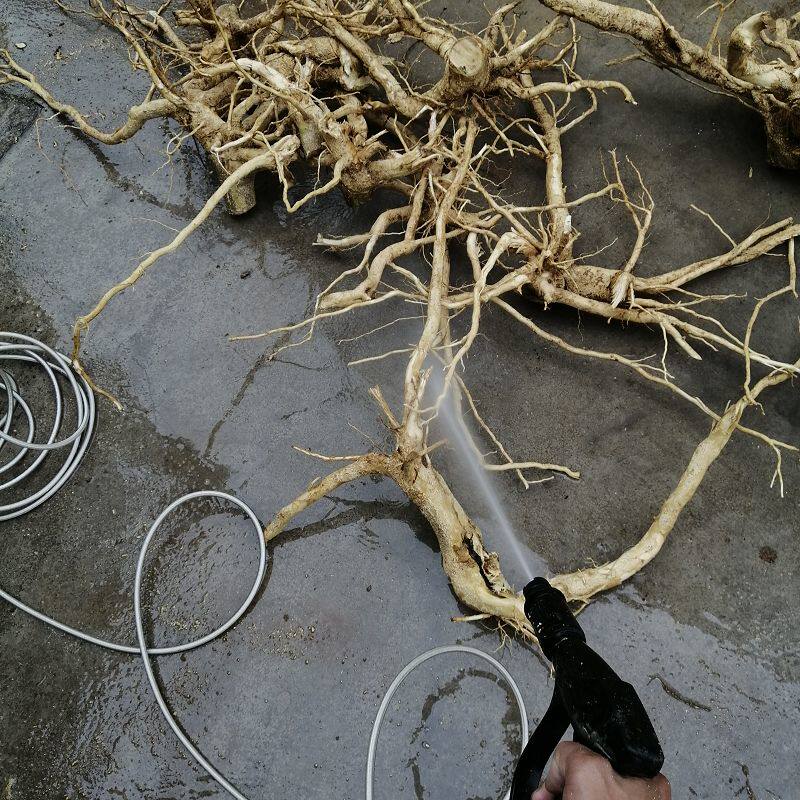 苦根三叉纯根野生中草药三桠三丫小黄晒干500g其他药食同源食品