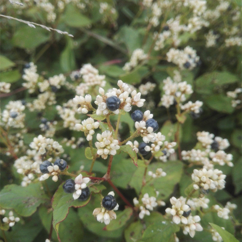 新鲜火炭母中草药现采火炭星火炭藤火炭须赤地利白饭草500g包邮