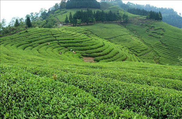 茶叶炒青青茶包邮四川宜宾特产叙府屏山绿茶其它绿茶