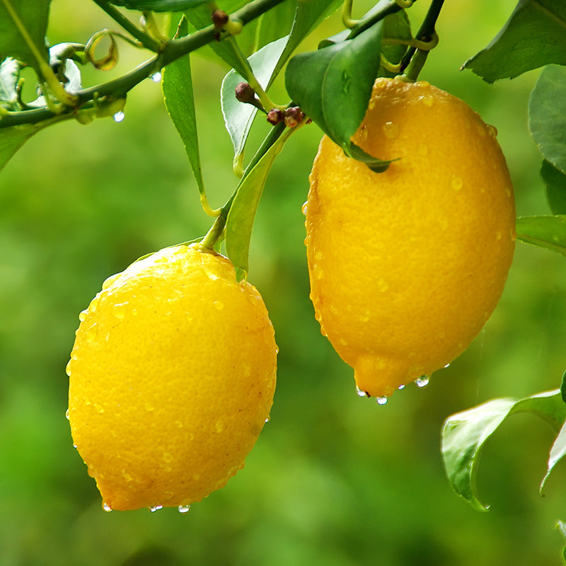 柠檬四川果茶1235斤水果新鲜当季鸡爪可做百香柠檬