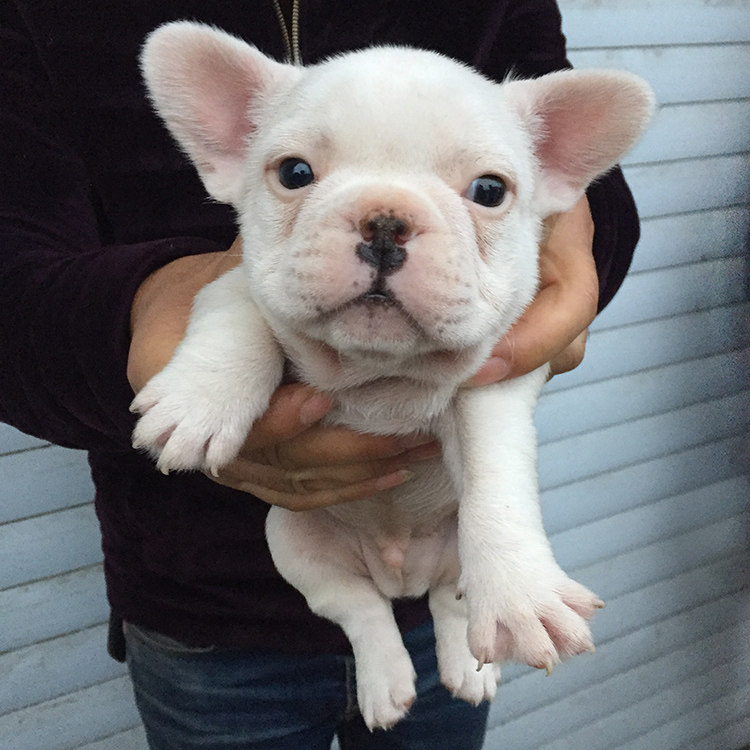 上海犬舍纯种血统白色法国斗牛犬幼犬活体宠物狗狗