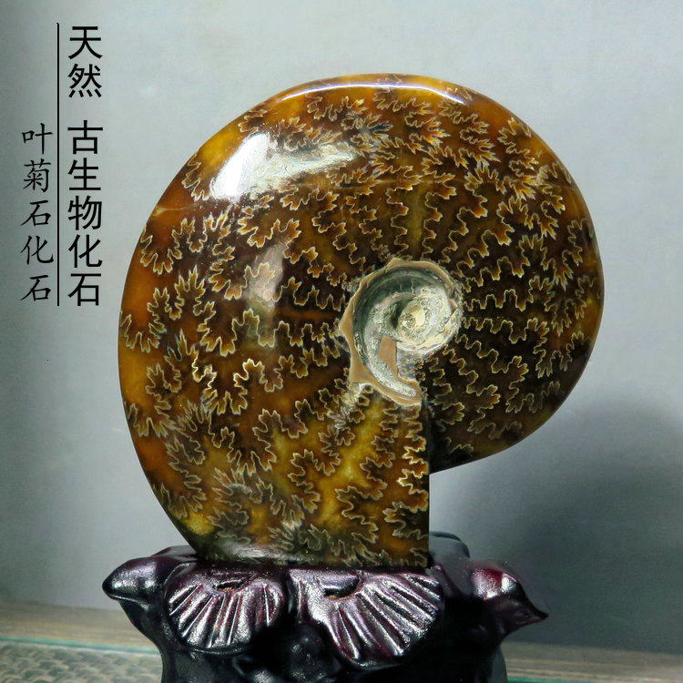 古生物叶菊石菊石化石鹦鹉螺家居办公装饰时尚饰品摆件摆件