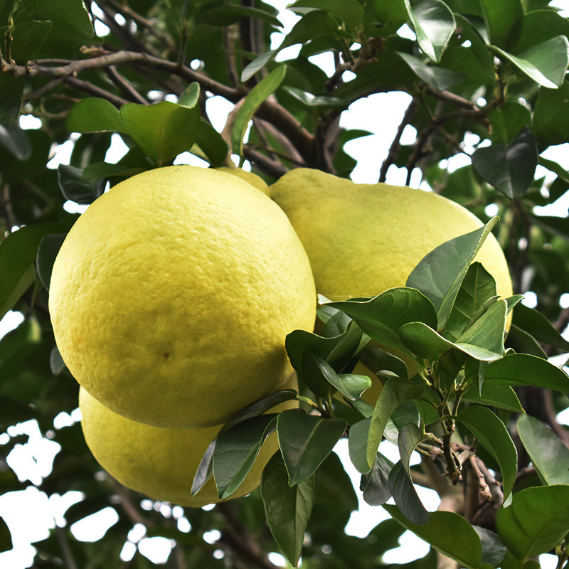 正宗江永香柚湖南永州特产纯甜沙田柚柚子