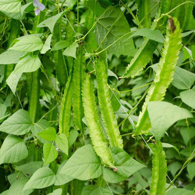 海南南龙新鲜四棱500g四季豆现杨桃农家四角其它