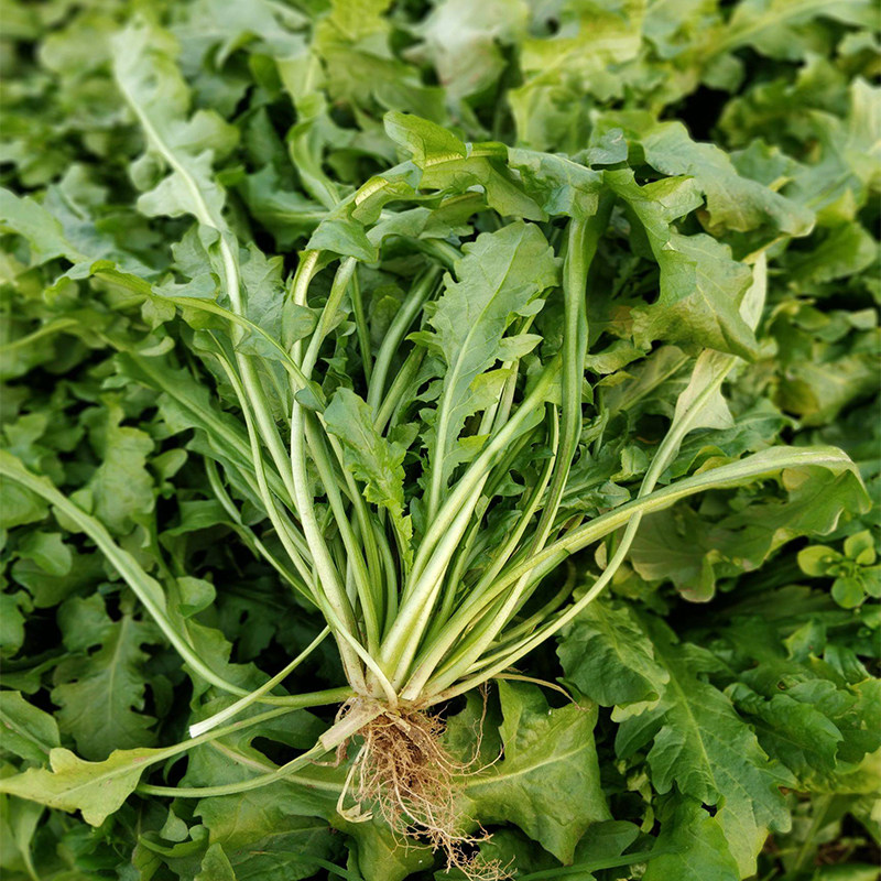 新鲜大叶荠菜500g冷冻饺子子云混沌当季现采荠菜