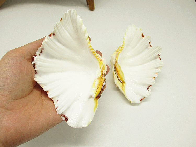 千手观音寄居蟹食盆喂食水盆喂水天然贝壳装饰造景爬虫