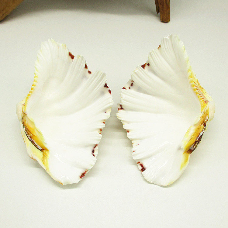 千手观音寄居蟹食盆喂食水盆喂水天然贝壳装饰造景爬虫