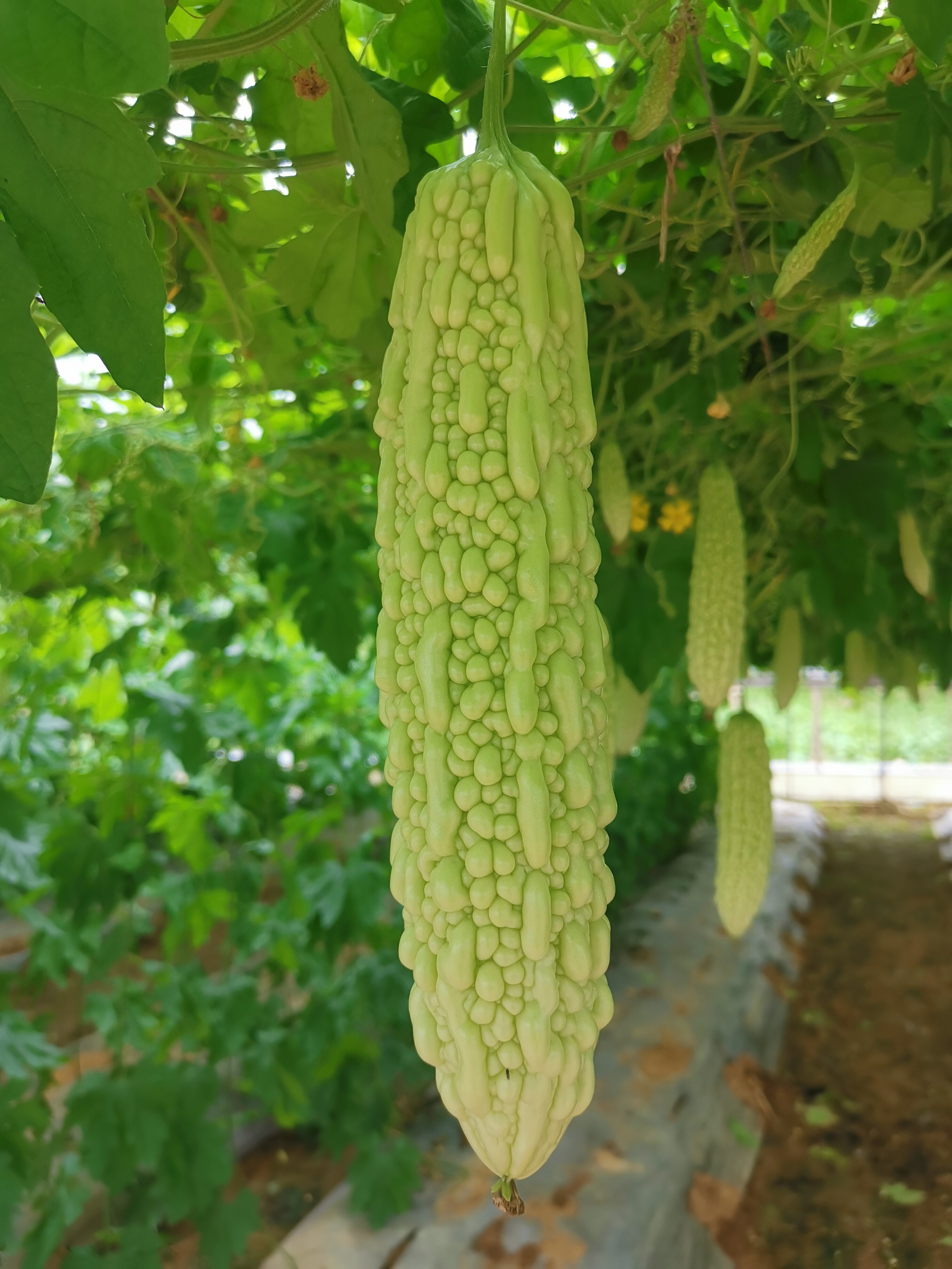 苦瓜种子春播蔬菜包邮白苦瓜籽早熟大白高产蔬菜种子