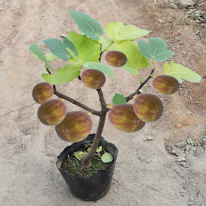 波姬青皮布兰瑞克无花果树苗盆栽当年结果室内矮化果树