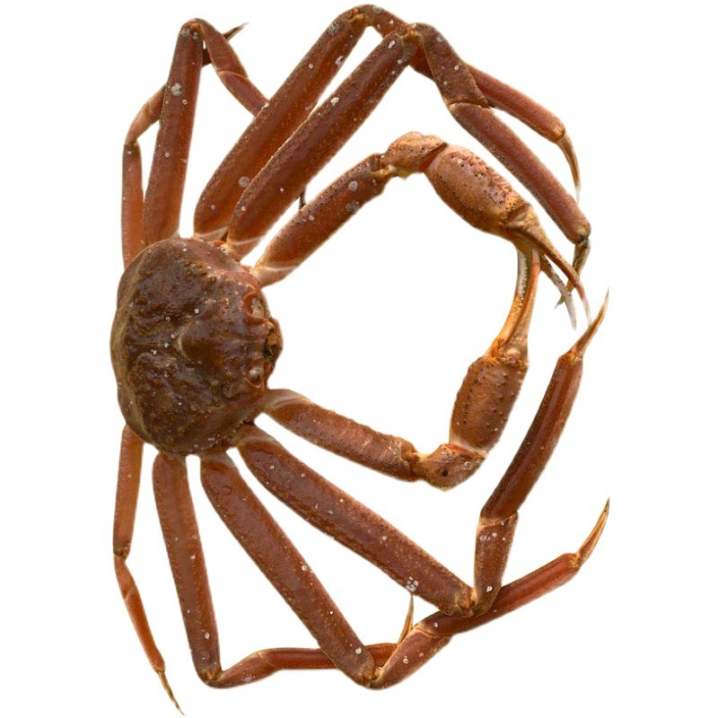 鲜活松叶蟹长脚蟹特超大板雪鳕海蟹10斤帝王蟹皇帝龙虾蜘蛛大螃蟹