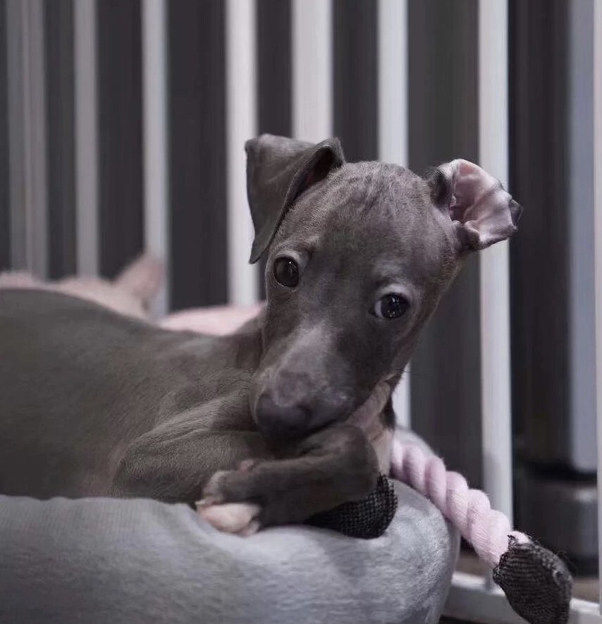 灵缇犬幼犬格力犬活体纯种意大利猎兔犬细狗犬畜牧