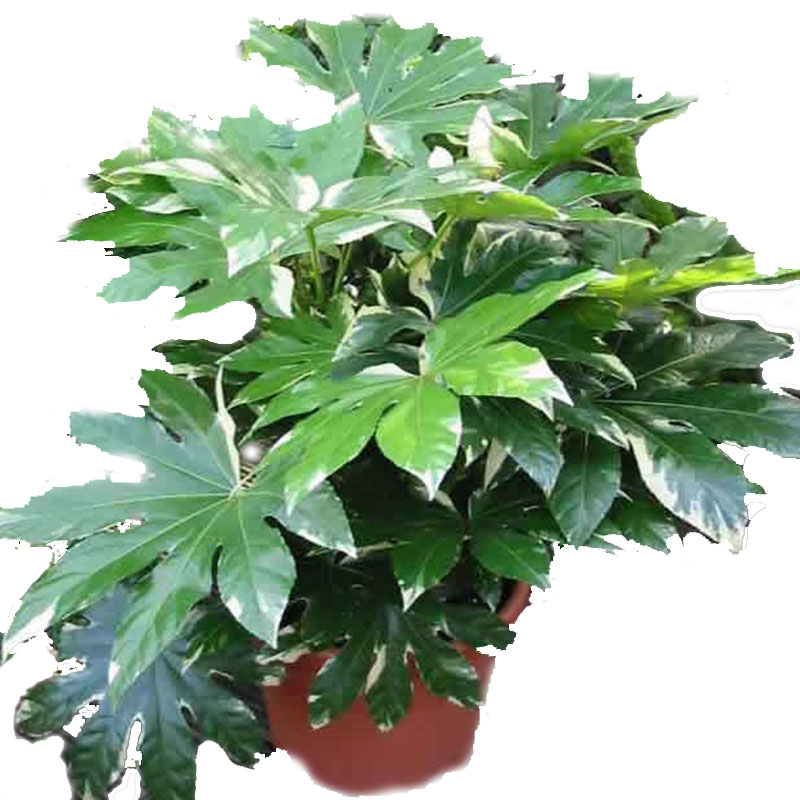 绿化八角绿植盆栽树苗金盘叶绿化四季观常青庭院观叶