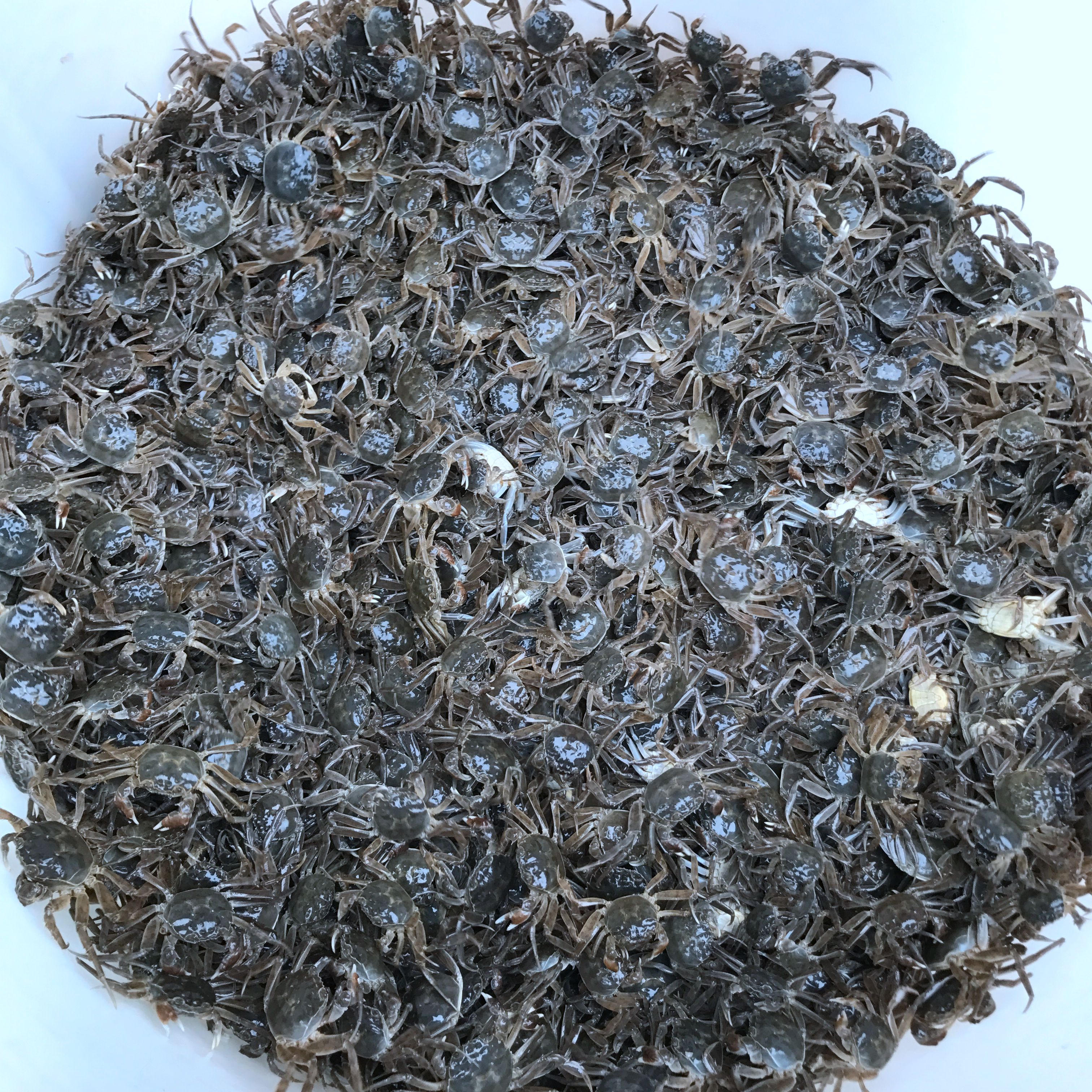 80-100只正宗淡水大闸蟹螃蟹苗扣龙虾套养水库散养大闸蟹