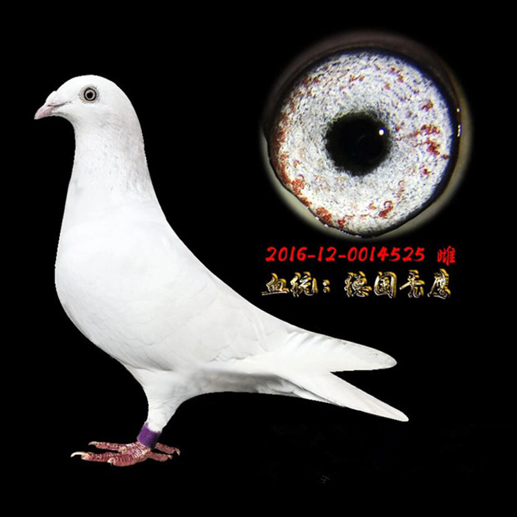 纯白幼鸽子代鸽子成绩公棚赛鸽血统信鸽白血统鸟