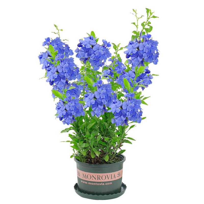 花藤惠 文体 蓝雪花盆栽大苗风车茉莉爬藤植物太阳花带苞四季开花花卉