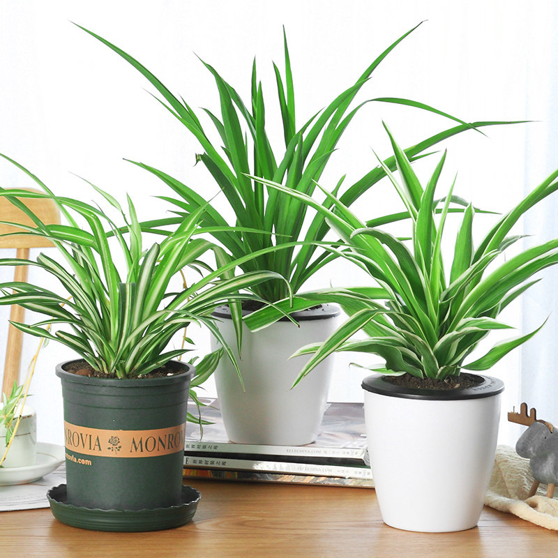 金边花卉客厅鱼花金鱼花办公室金心室内植物悬挂绿植