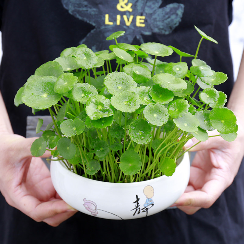 带叶花卉草好金钱易金钱趣味绿植铜钱桌面客厅绿植