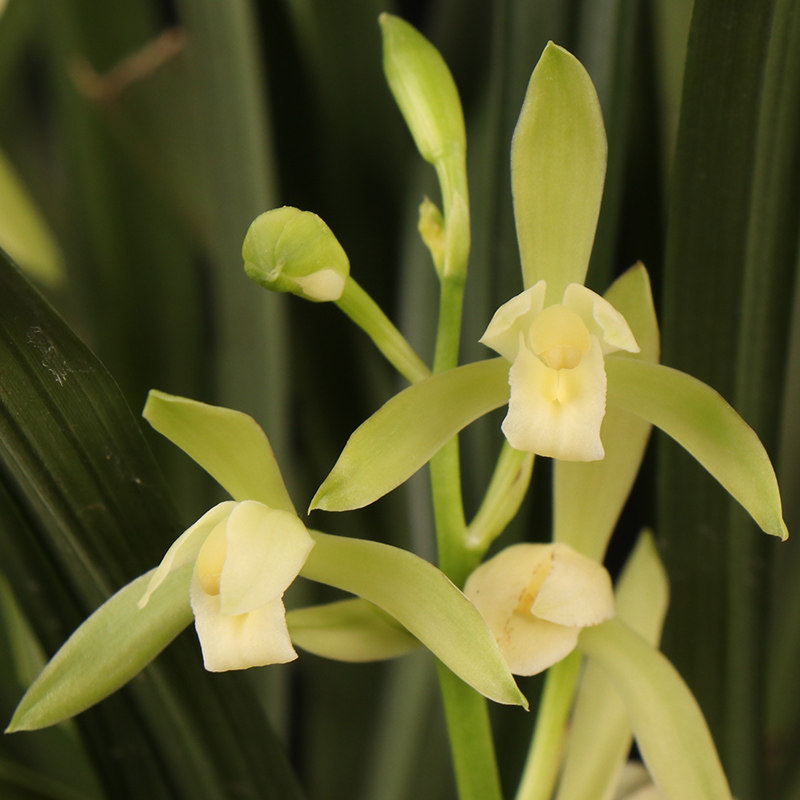 兰花鲜花观音素建兰四季兰素素心花苗办公办公室花卉