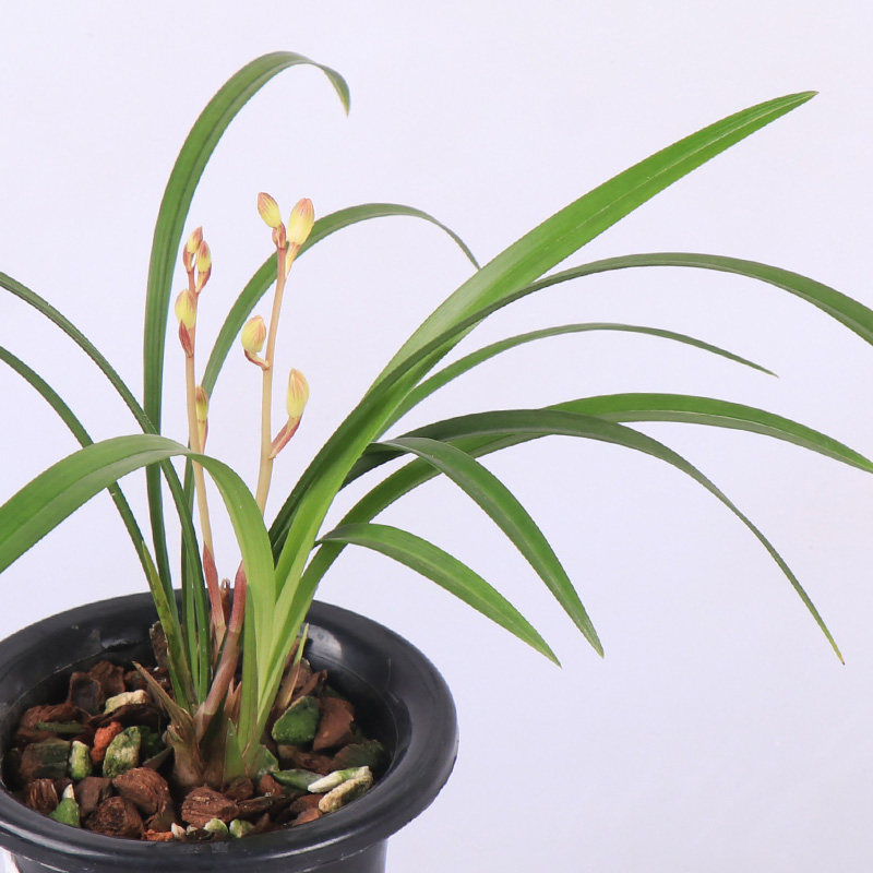 兰花建兰四季兰荷瓣花仙子室内外盆栽花卉绿植物花香好养