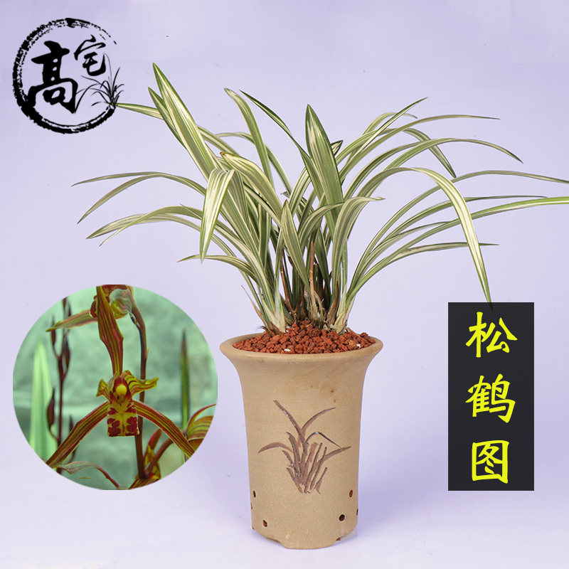 兰花 松鹤图 金边 叶艺兰花苗墨兰兰花盆栽 精品线艺报岁兰兰花苗
