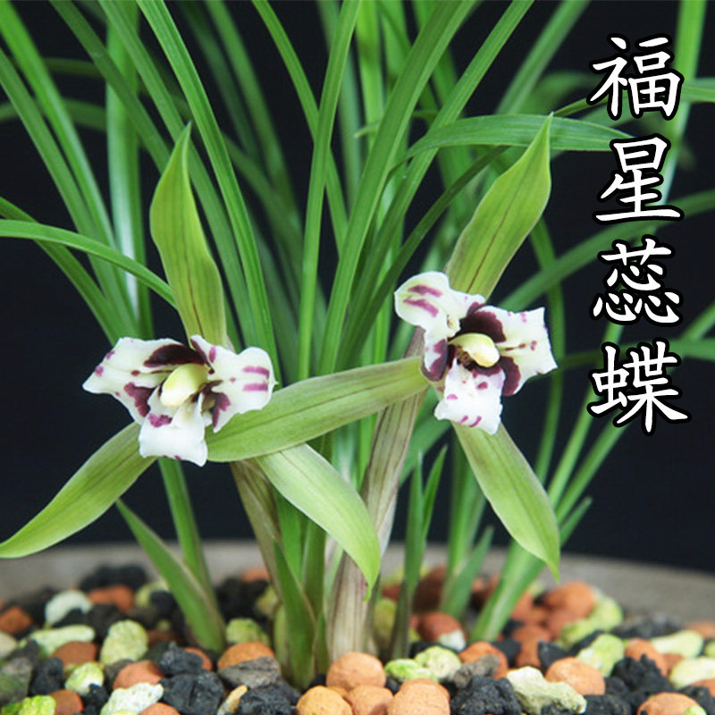 兰花客厅花苗福星星蕊浓香春兰室内盆栽绿植时令草本花卉