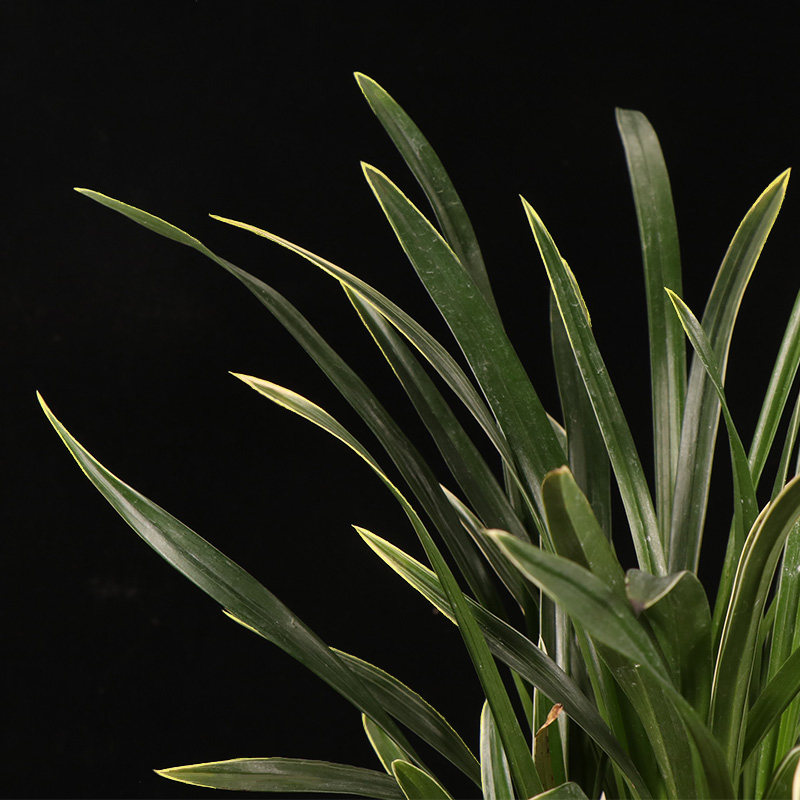 高宅兰花苗建兰四季黄花大花黄袍好养室内盆栽时令草本花卉