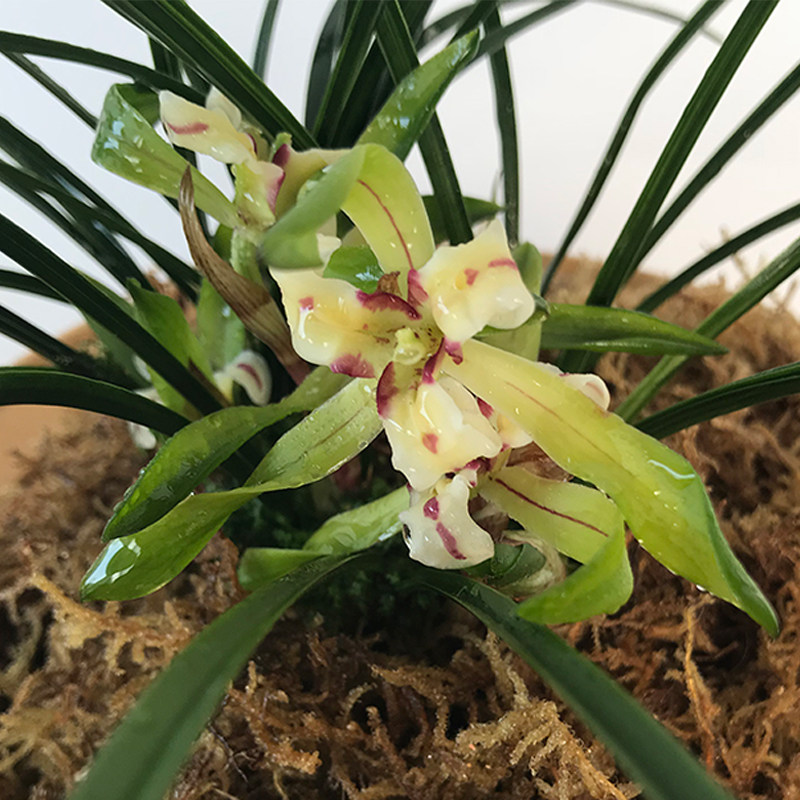 兰花花苗春兰虎蕊蕊碟大团圆福荷素多多多碟宋时令草本花卉