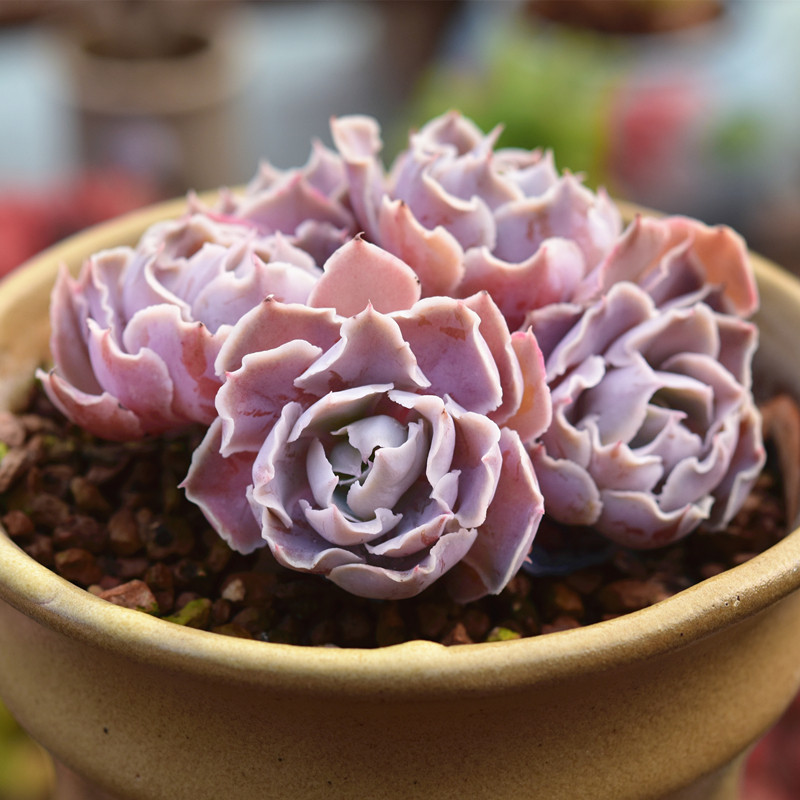多肉沙漠之星三森万物大棚直供植物多肉植物