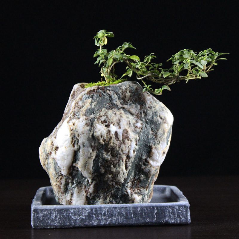 高山流水盆景石头倒扣花盆附石菖蒲景观造景装饰绿植