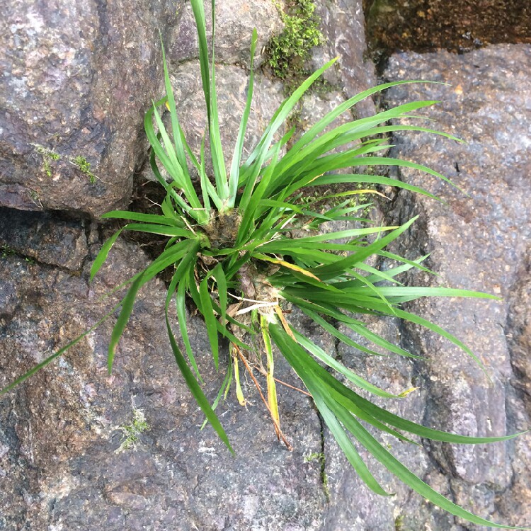 石菖蒲水培植物水养室内四季水培龟池鱼缸绿植造景假山鲜活附石草-图4