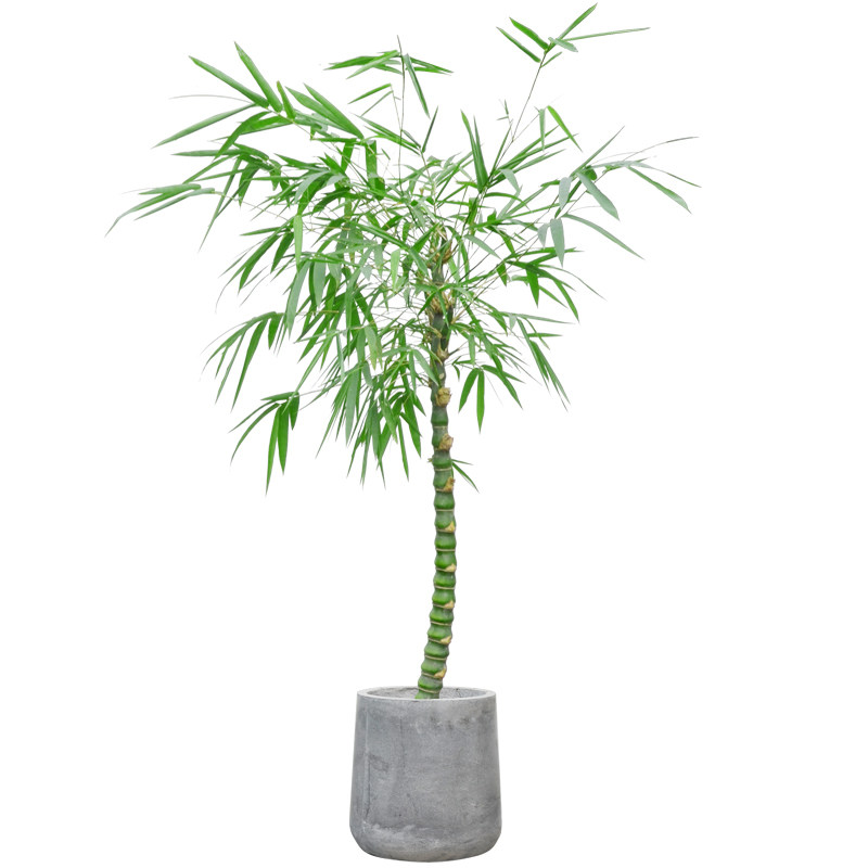 四季长青佛肚竹罗汉竹苗竹子苗佛肚竹盆景欣赏绿植室内盆栽植物