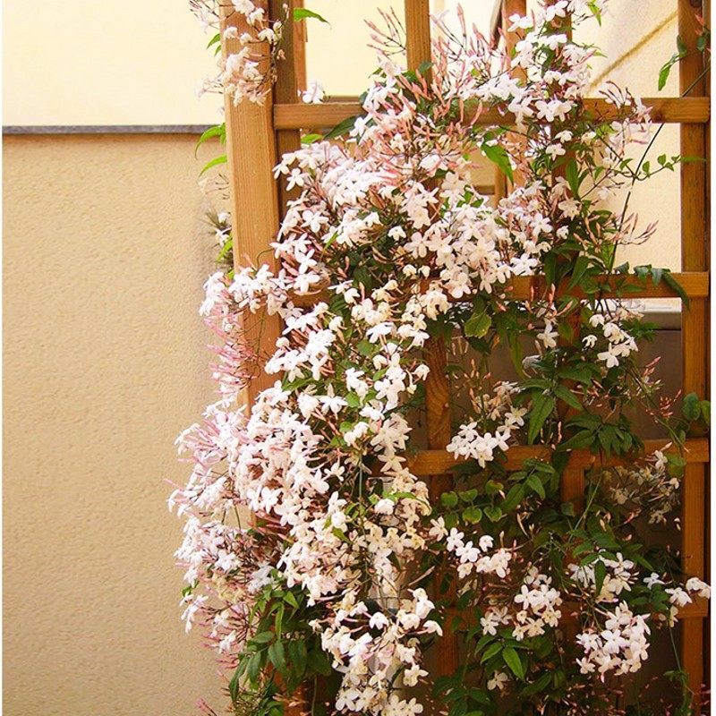 多花素馨盆栽带花苞带香味阳台庭院植物藤蔓植物耐阴常绿植物