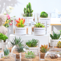 Multi Meat Plant Glass Package Meat Botany Multi Meat Combined Green Plant Flowers with Multi-Meat Flower Pot POT FUN