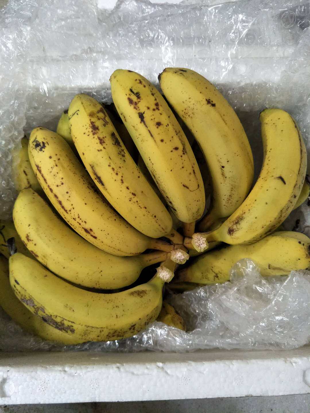 天宝新鲜香蕉banana现货现发无催熟青香蕉水果5斤装