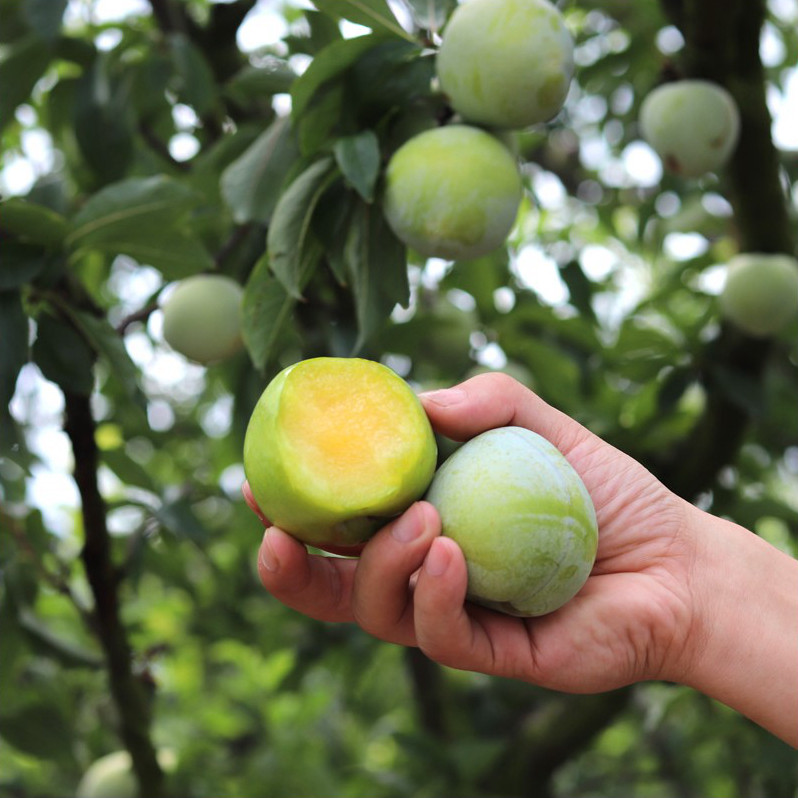 树苗晚熟种植南北方奈李峰山九峰油奈李子黄金奈果树