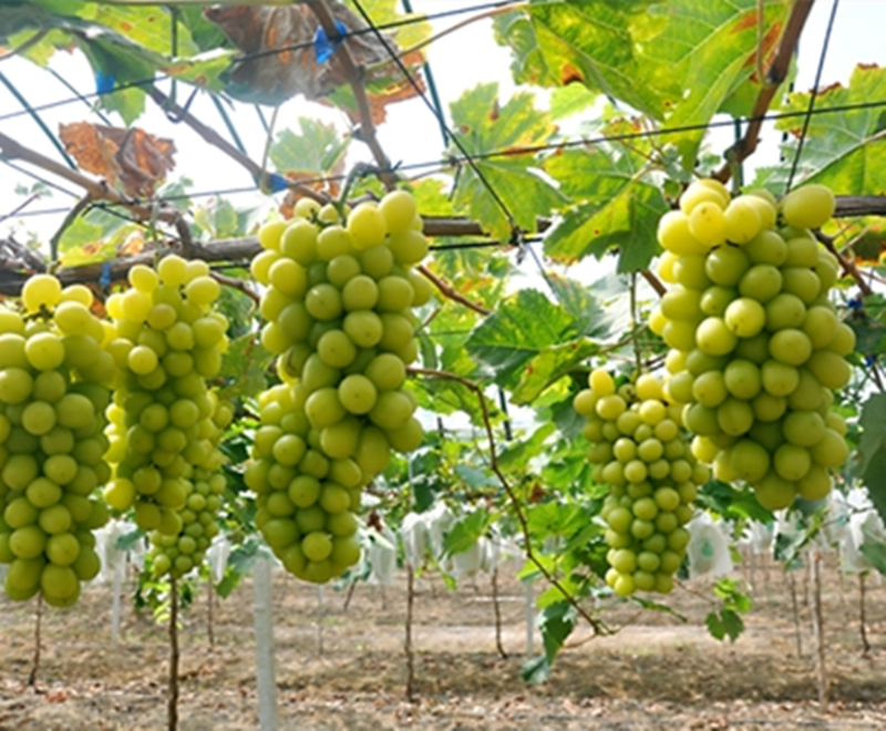 树苗葡萄新品种日本香印翠玉晴王南方北方四季果树