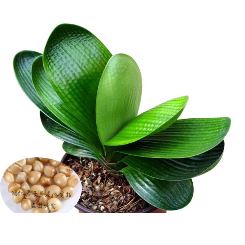 短叶君子兰小苗盆栽精品麻脸猫耳朵高档品种圆头时令草本花卉