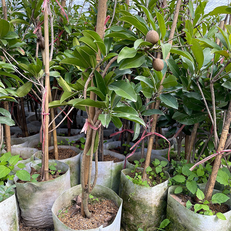 人心果树树苗珍贵庭院盆栽南方南方人人参果四季果树