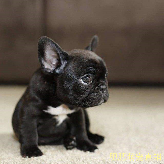 法国斗牛犬纯种活体小型犬法牛幼犬斗牛犬博美金毛拉布拉多宠物狗