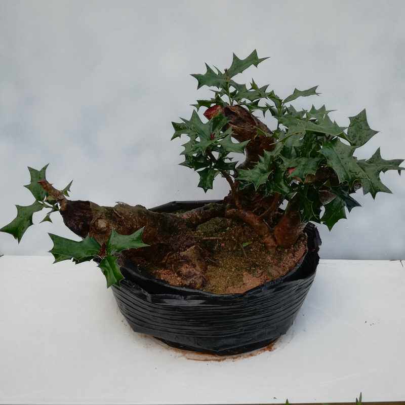 枸骨树桩盆景庭院办公绿植植观花卉美观四季绿植