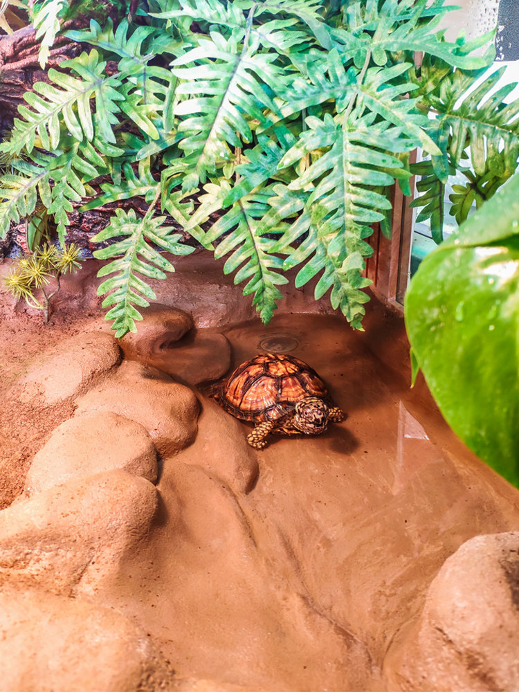 黄缘箱陆龟半水造景乌龟橡木实木智能排水景观爬虫