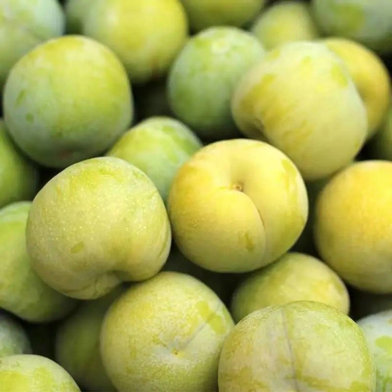 四川汶川甜酸新鲜水果大水孕妇应季巫山川青李子