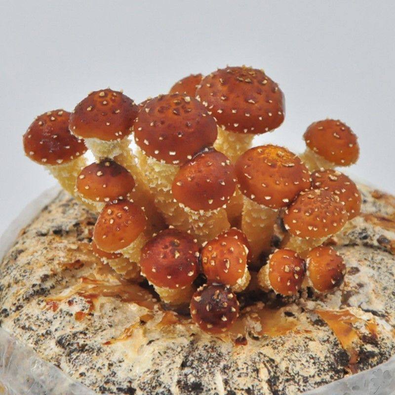 凤尾菌多香菇家庭种植蘑菇室内包包食用菌木耳多肉植物