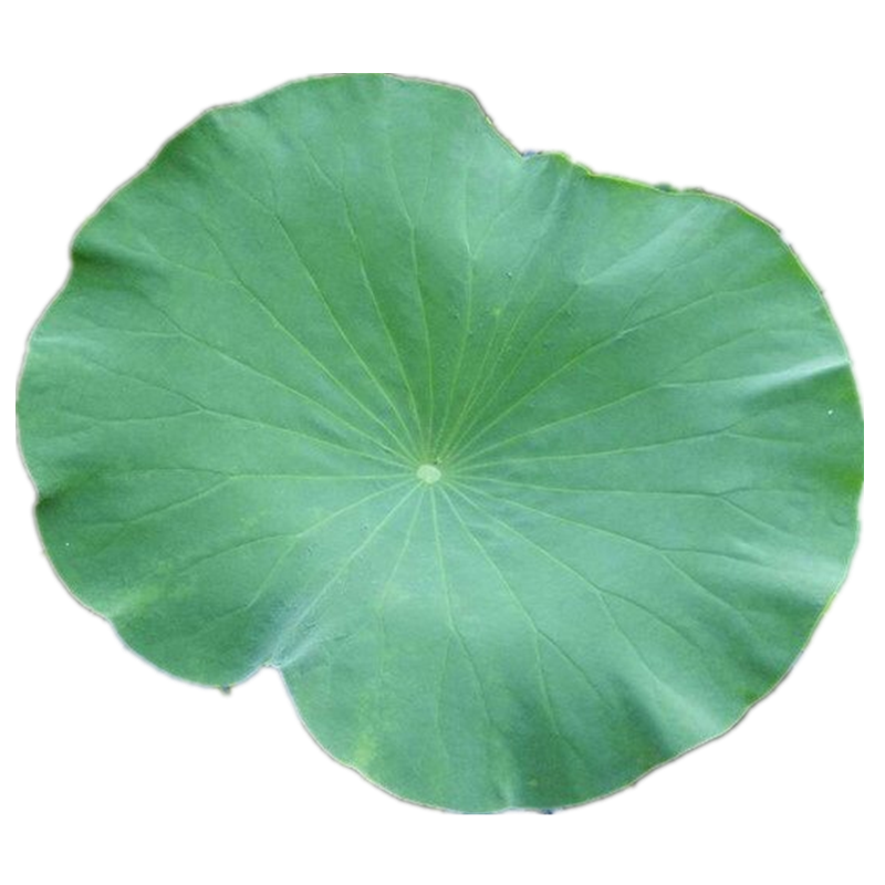 荷叶新鲜小荷整张餐饮泡茶煮粥酒店摆盘装饰用荷叶