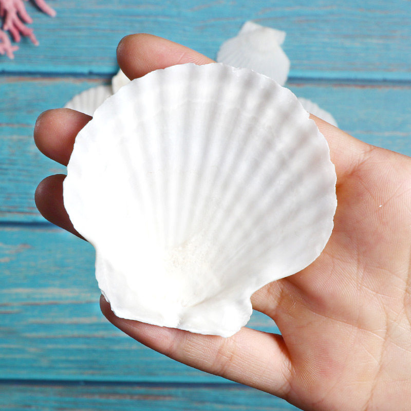 天然扇贝涂鸦绘画儿童家居海螺白扇贝烧烤白贝壳海螺
